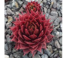 Sempervivum KALLEKIN