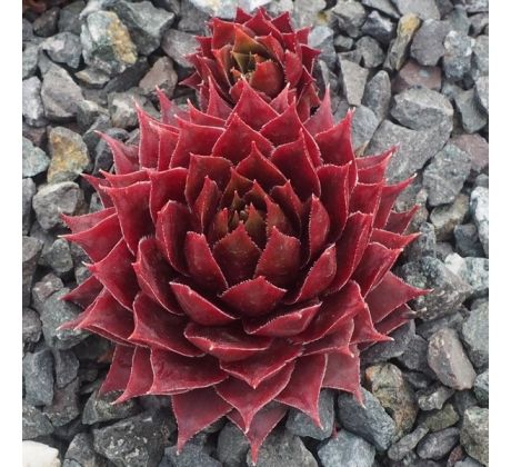 Sempervivum KALLEKIN