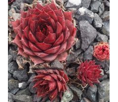 Sempervivum KANTANGEL