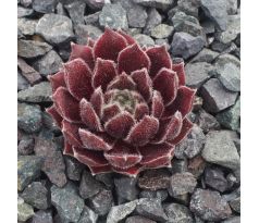 Sempervivum KATLA