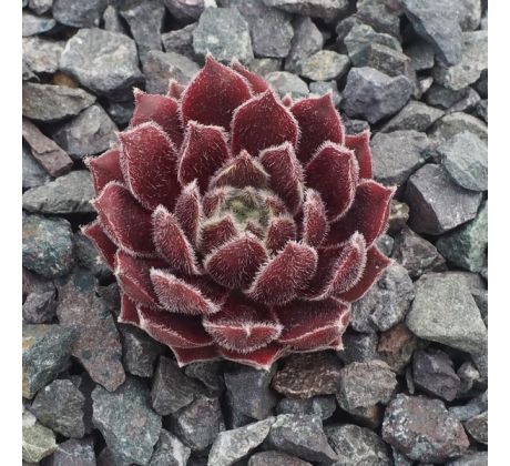 Sempervivum KATLA