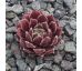 Sempervivum KATLA