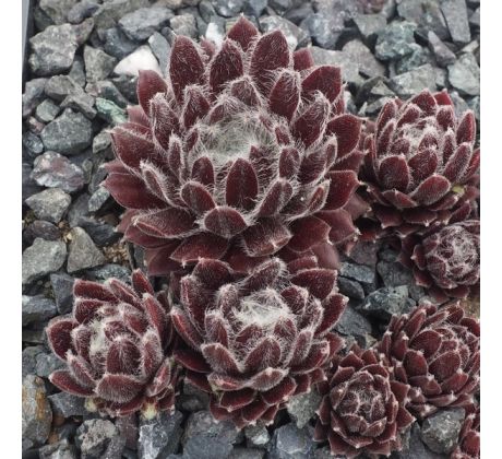 Sempervivum KEFIRA