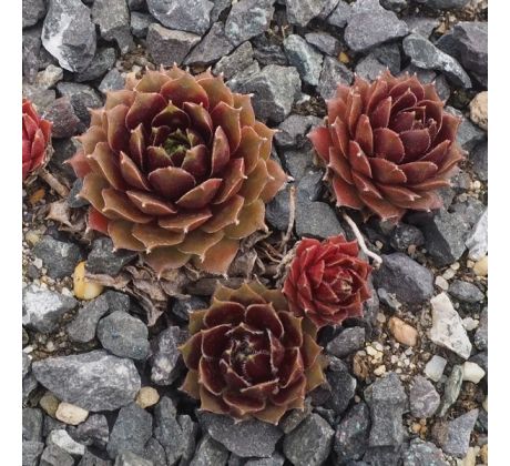 Sempervivum KELUT