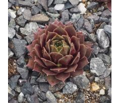 Sempervivum KERIDWEN