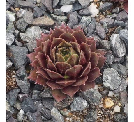 Sempervivum KERIDWEN