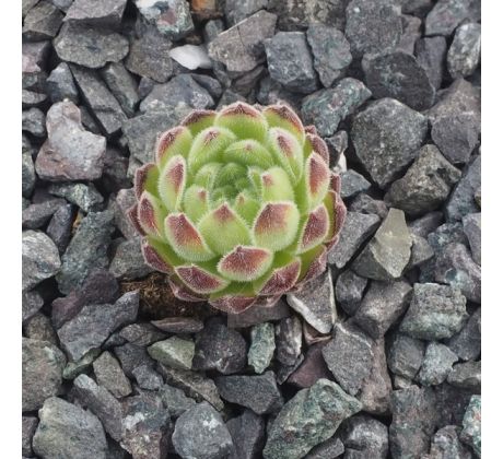 Sempervivum SAMTTEDDY