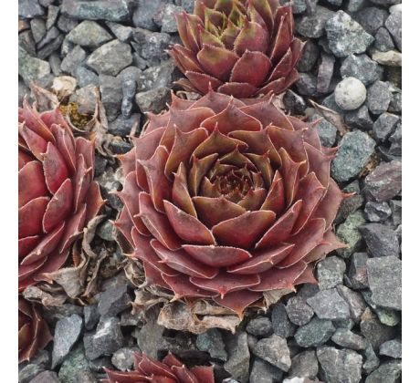 Sempervivum VOODOO