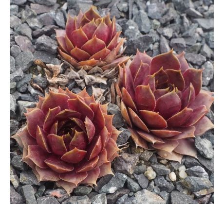 Sempervivum VULCANO