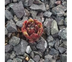 Sempervivum PUMAROS