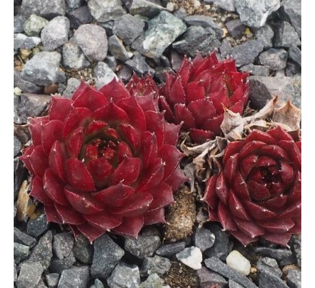 Sempervivum WITTENBURG