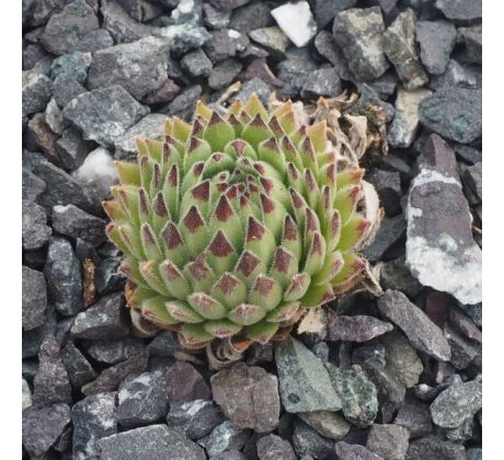 Sempervivum SPIRIT OF DEVON