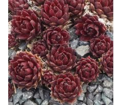 Sempervivum CORAL RED