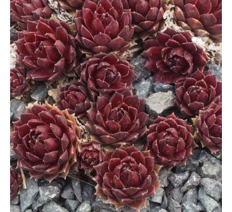 Sempervivum CORAL RED