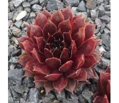 Sempervivum MAO VINT TOCH