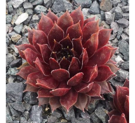 Sempervivum MAO VINT TOCH