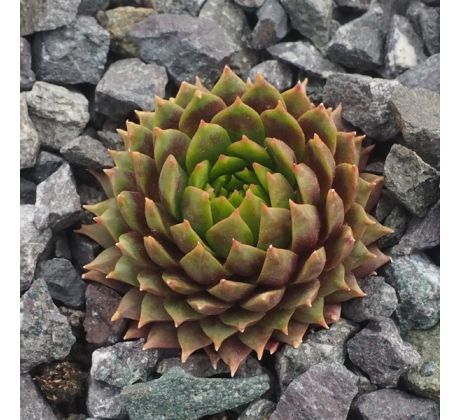 Sempervivum COULD BREZE