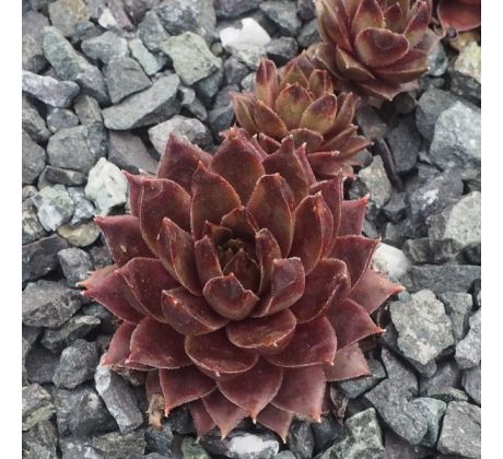 Sempervivum CRIPELLO