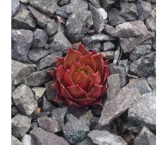 Sempervivum CROTON