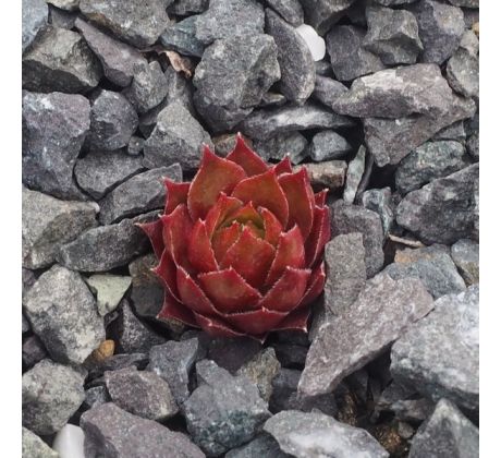 Sempervivum CROTON