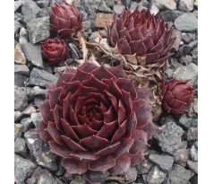 Sempervivum CRU