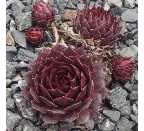 Sempervivum CRU