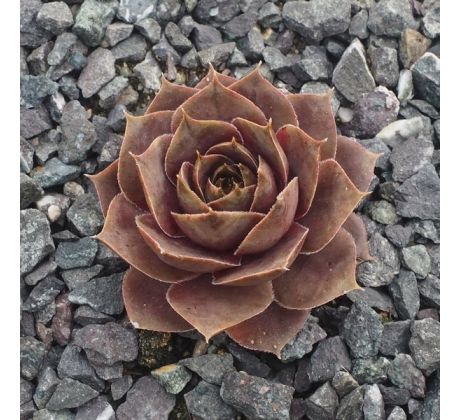 Sempervivum REGINALD MALBY