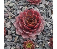 Sempervivum D`ARCY