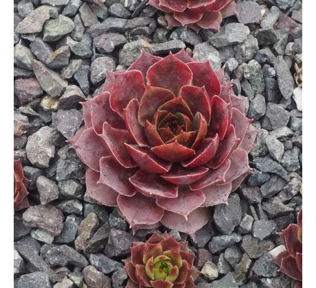 Sempervivum D`ARCY