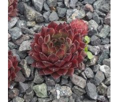 Sempervivum DANNII MINOQUE