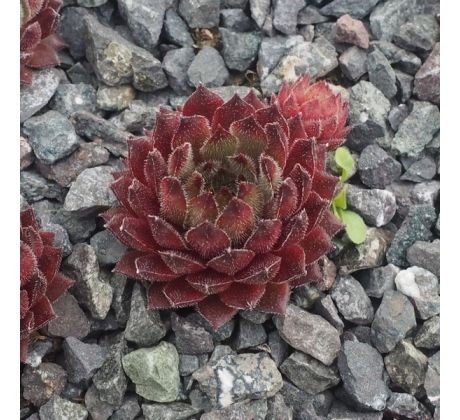 Sempervivum DANNII MINOQUE