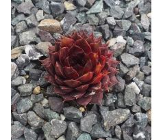 Sempervivum DASAWEH