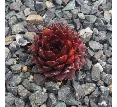 Sempervivum DASAWEH