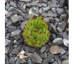 Sempervivum DAVISS