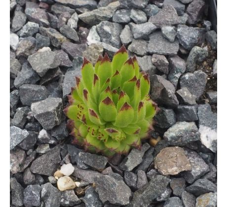 Sempervivum DAVISS