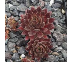 Sempervivum DEVILS TOUCH