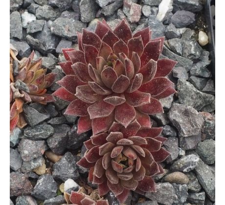 Sempervivum DEVILS TOUCH