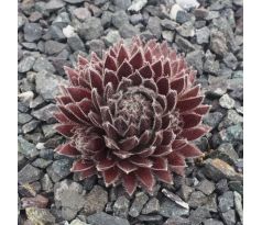 Sempervivum DEVON CHARM