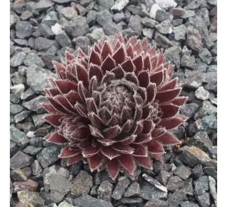 Sempervivum DEVON CHARM