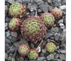 Sempervivum DEVON DUMPLING