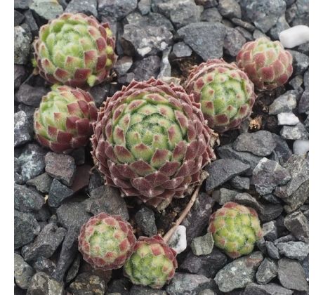 Sempervivum DEVON DUMPLING