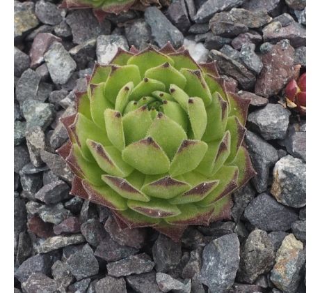 Sempervivum DITTO