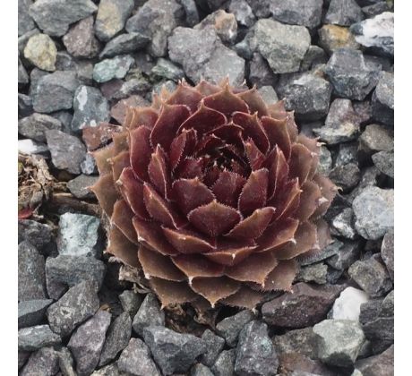 Sempervivum MAJIDA