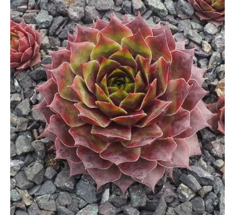 Sempervivum DRAMA GIRLS