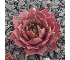 Sempervivum EDWARDINE