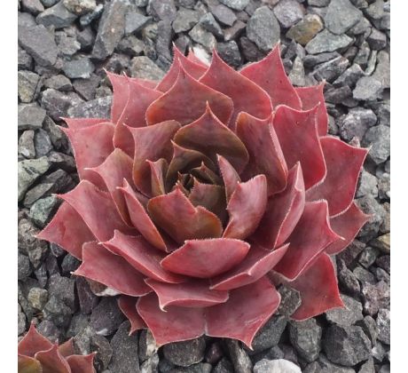 Sempervivum EDWARDINE