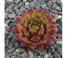 Sempervivum ELGAR