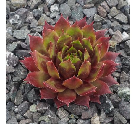 Sempervivum ELGAR