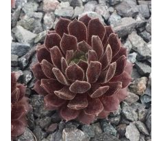 Sempervivum ELITE