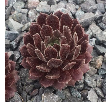 Sempervivum ELITE